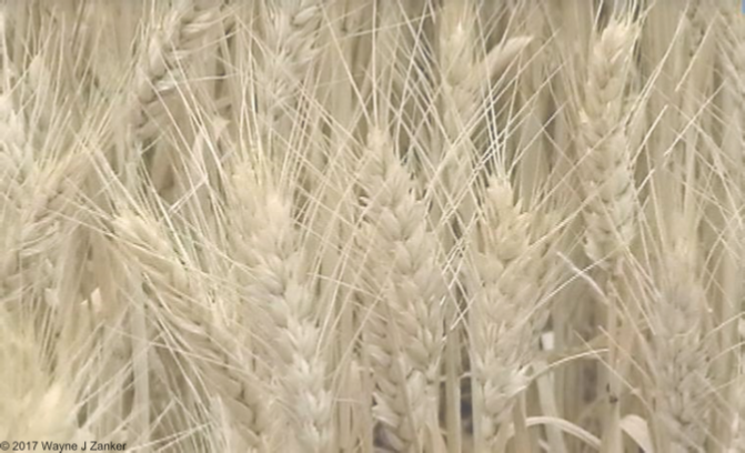 Ripening grain grown in the mid-north of South Australia. The image is a still taken from footage.